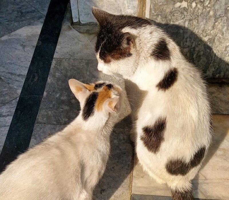 Sun-Sun and Spin together