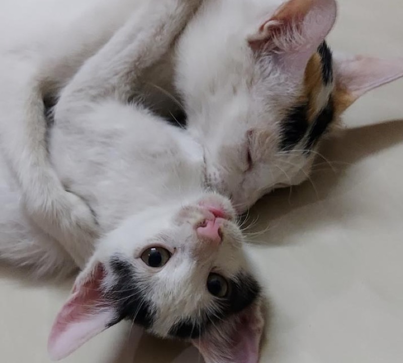 Kittens playing